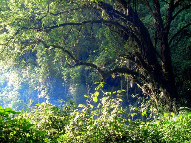 Mount Elgon National Park